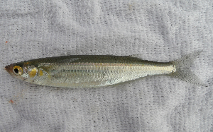 topsmelt silverside